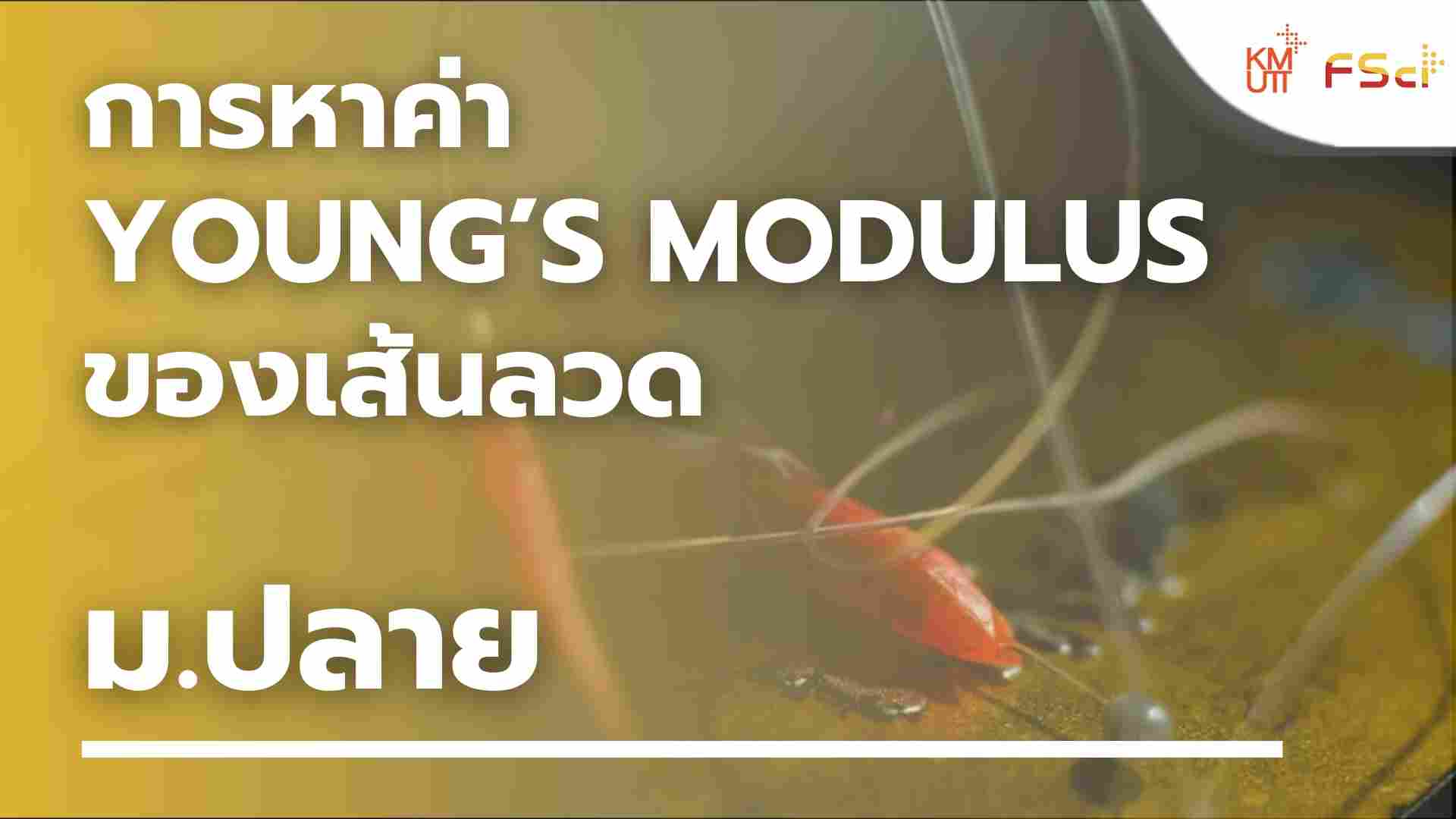 การหาค่า Young’s modulus ของเส้นลวด – ม.ปลาย